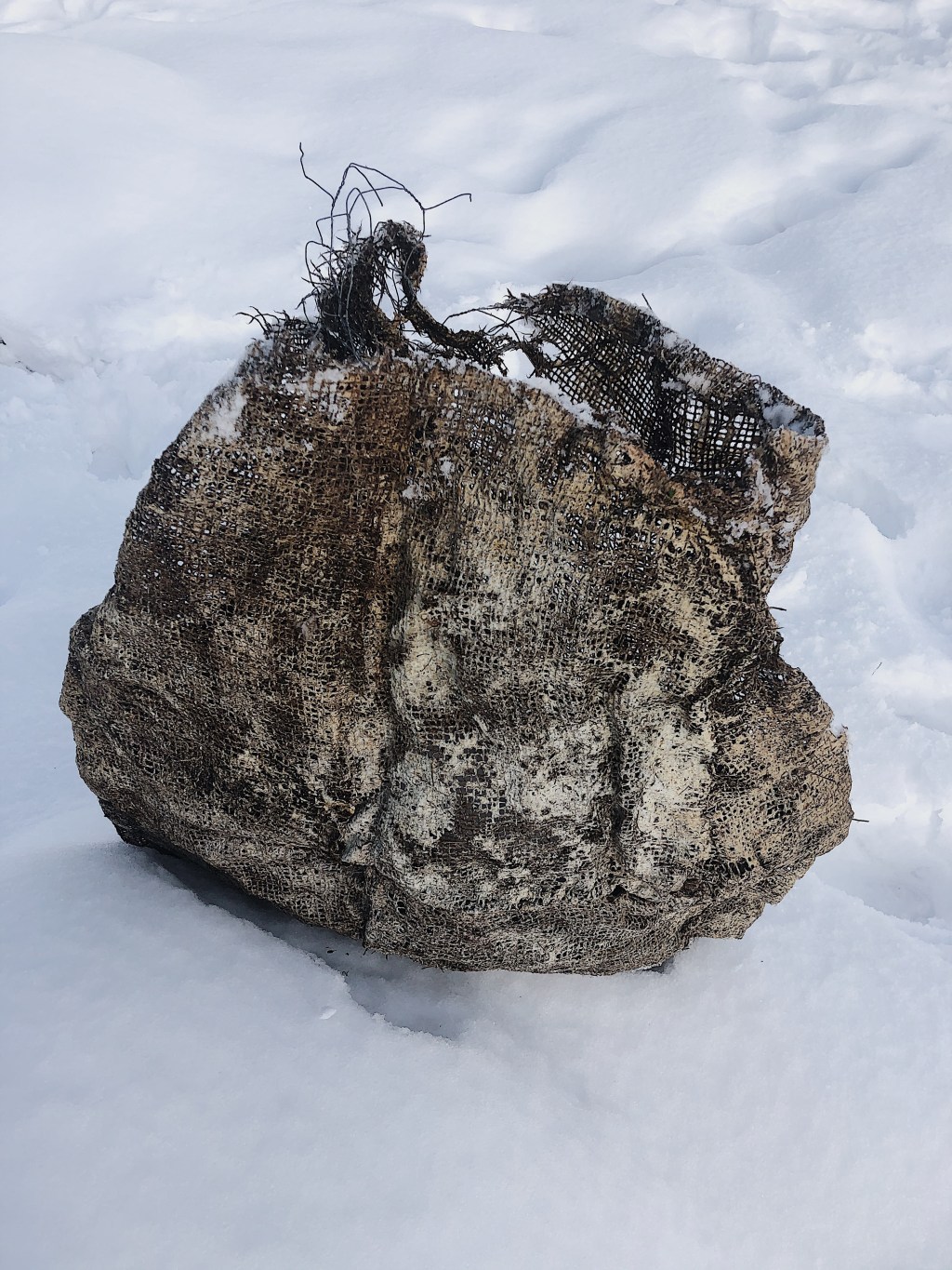 Evolution of the ORB&nbsp;(2020)